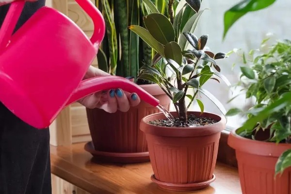 养鱼的水能浇花吗，养鱼的水能用来浇花