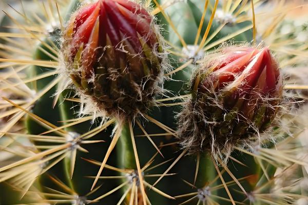 毛花柱最易开花的品种，有龙王丸、鸾凤玉等