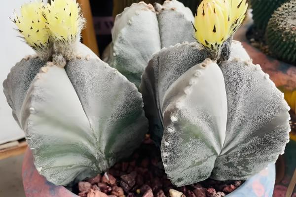 毛花柱最易开花的品种，有龙王丸、鸾凤玉等