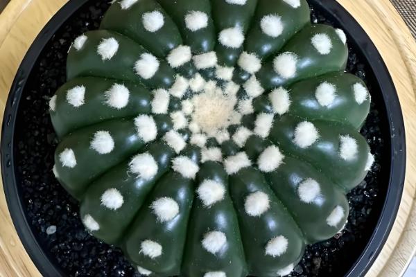 毛花柱最易开花的品种，有龙王丸、鸾凤玉等