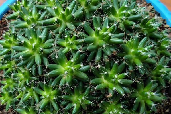 毛花柱最易开花的品种，有龙王丸、鸾凤玉等