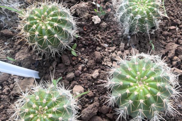 毛花柱最易开花的品种，有龙王丸、鸾凤玉等