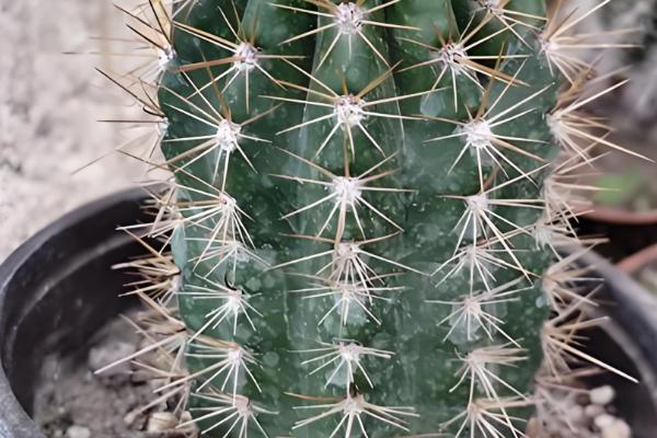 毛花柱最易开花的品种，有龙王丸、鸾凤玉等