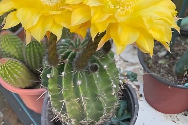 毛花柱最易开花的品种，有龙王丸、鸾凤玉等