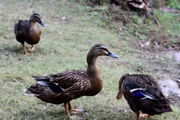 绍兴麻鸭的产地，起源于绍虞平原