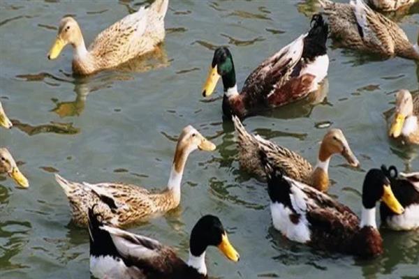 绍兴麻鸭的产地，起源于绍虞平原