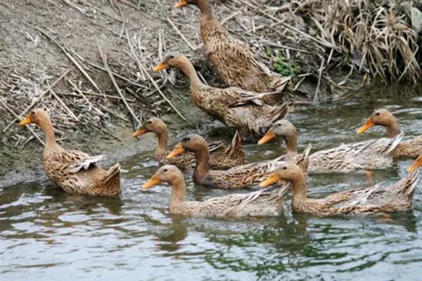 绍兴麻鸭的产地，起源于绍虞平原
