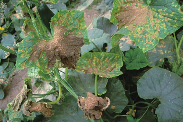 夏季黄瓜常见病害有哪些,有霜霉病、疫病、性角斑病等