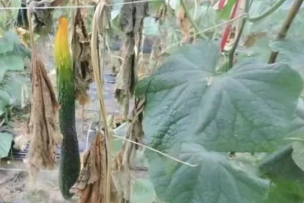 夏季黄瓜常见病害有哪些,有霜霉病、疫病、性角斑病等