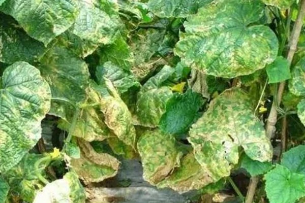 夏季黄瓜常见病害有哪些,有霜霉病、疫病、性角斑病等