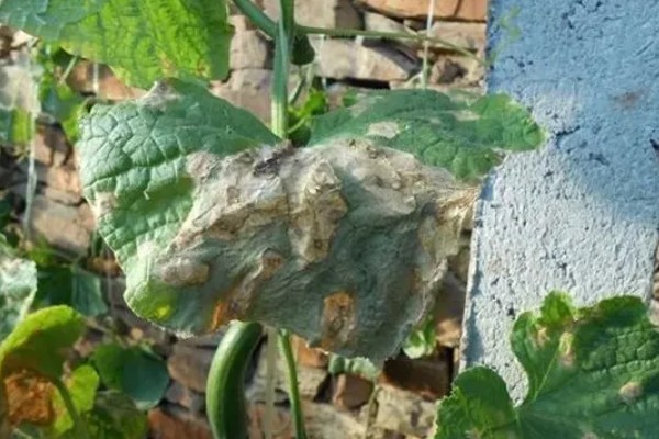 夏季黄瓜常见病害有哪些,有霜霉病、疫病、性角斑病等