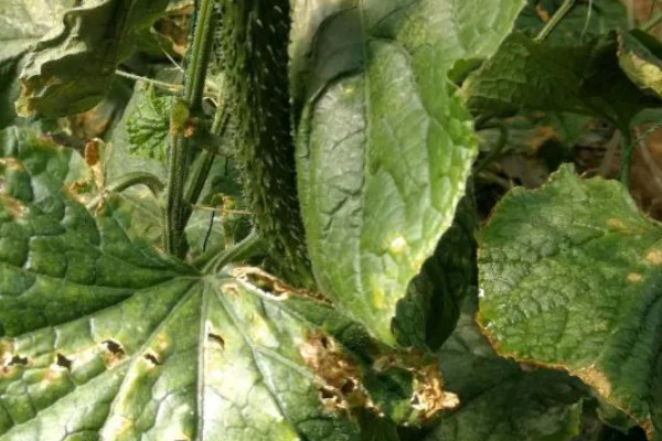夏季黄瓜常见病害有哪些,有霜霉病、疫病、性角斑病等