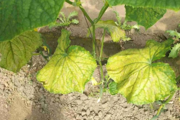 夏季黄瓜常见病害有哪些,有霜霉病、疫病、性角斑病等