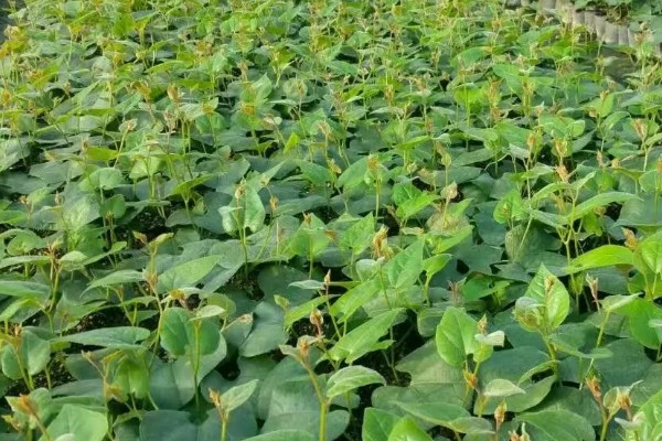 罗汉果的种植技术，种植时间一般在3-4月间