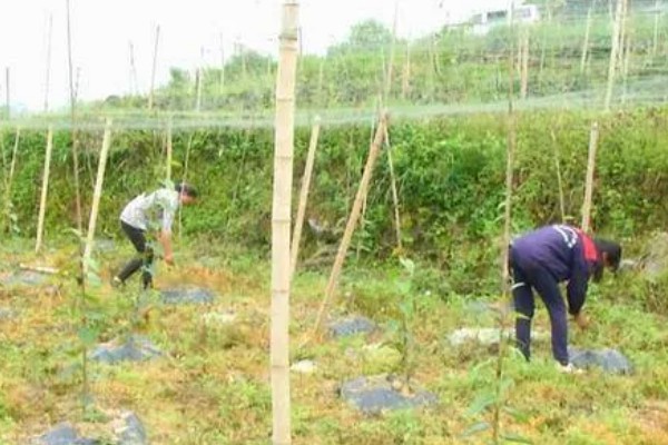 罗汉果的种植技术，种植时间一般在3-4月间
