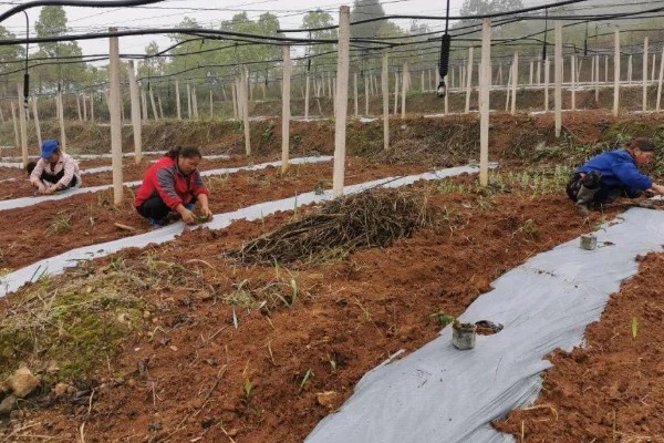 罗汉果的种植技术，种植时间一般在3-4月间