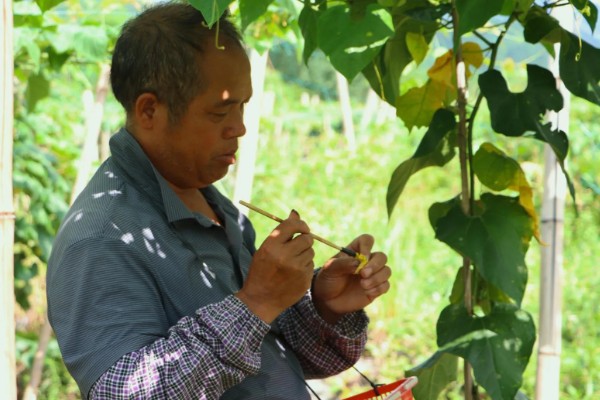 罗汉果的种植技术，种植时间一般在3-4月间