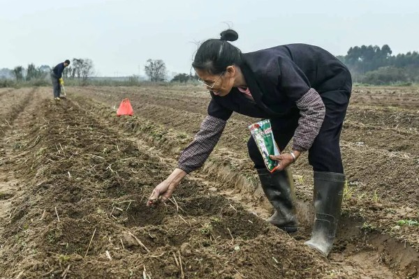罗汉果的种植技术，种植时间一般在3-4月间