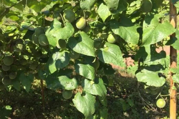 罗汉果的种植技术，种植时间一般在3-4月间