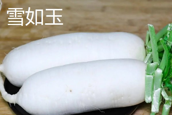 白萝卜能移栽吗,白萝卜可以移栽