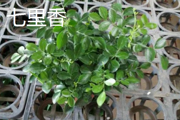 七里香的养殖方法，冬季要保证温度高于8℃
