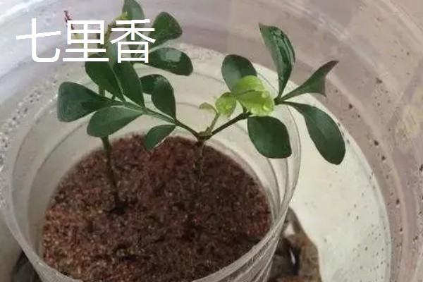 七里香的养殖方法，冬季要保证温度高于8℃