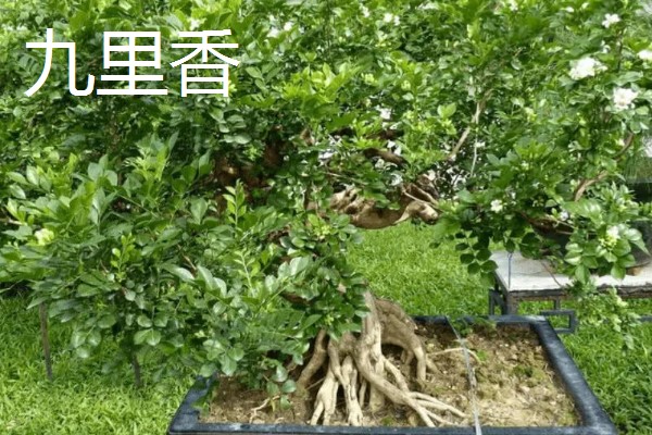 七里香的养殖方法，冬季要保证温度高于8℃