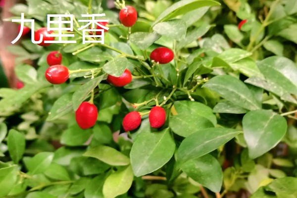 七里香的养殖方法，冬季要保证温度高于8℃