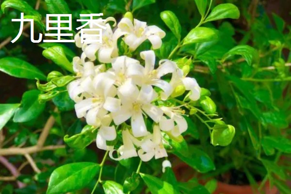 七里香的养殖方法，冬季要保证温度高于8℃