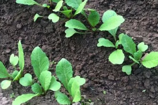 白萝卜能移栽吗,白萝卜可以移栽