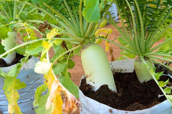 白萝卜能移栽吗,白萝卜可以移栽