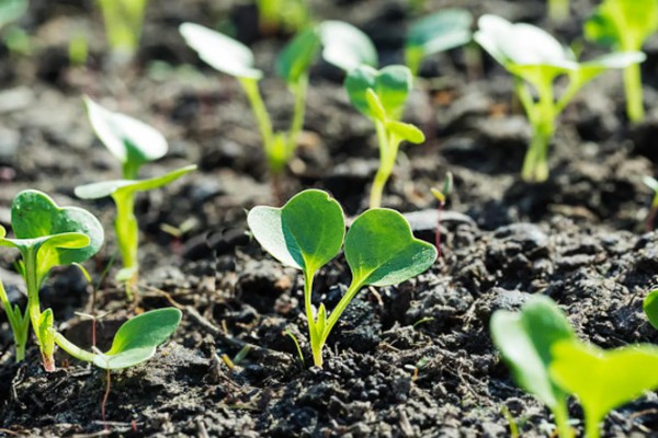 白萝卜能移栽吗,白萝卜可以移栽