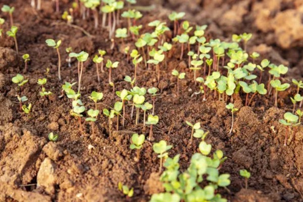白萝卜能移栽吗,白萝卜可以移栽