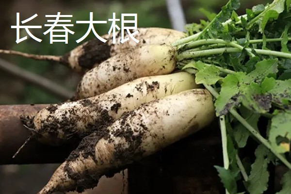 白萝卜能移栽吗,白萝卜可以移栽