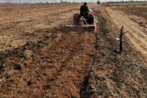 紫草施哪种肥,需施加足量的基肥