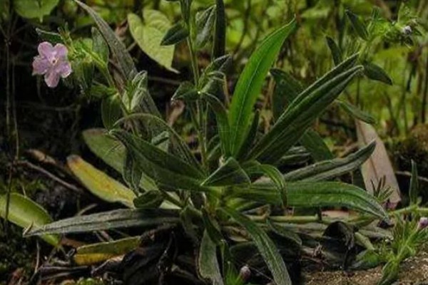 紫草施哪种肥,需施加足量的基肥