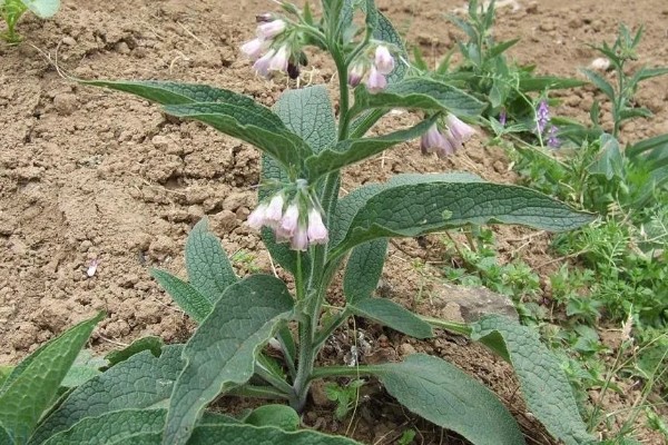 紫草施哪种肥,需施加足量的基肥