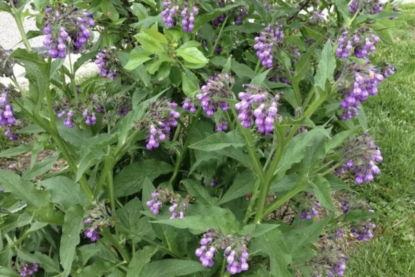 紫草施哪种肥,需施加足量的基肥