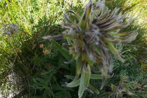 紫草施哪种肥,需施加足量的基肥