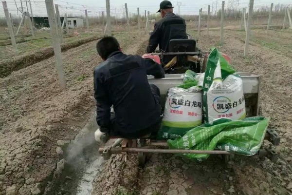 紫草施哪种肥,需施加足量的基肥