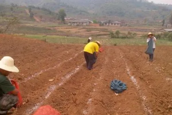 紫草施哪种肥,需施加足量的基肥