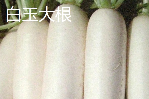 白萝卜能移栽吗,白萝卜可以移栽