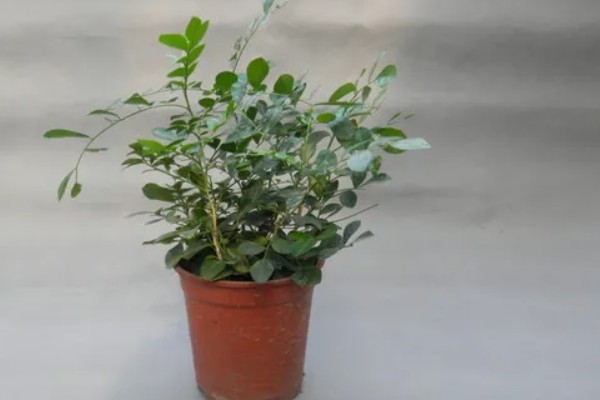 七里香的养殖方法，冬季要保证温度高于8℃