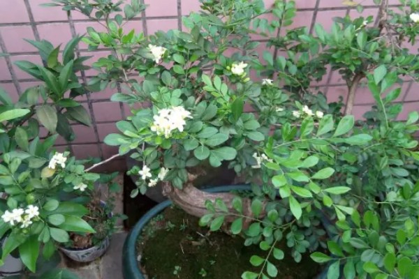 七里香的养殖方法，冬季要保证温度高于8℃