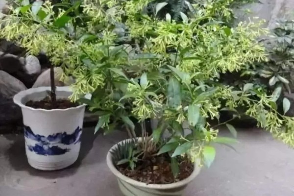 七里香的养殖方法，冬季要保证温度高于8℃