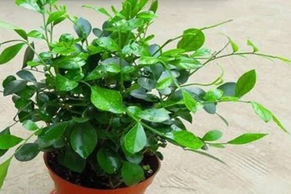 七里香的养殖方法，冬季要保证温度高于8℃
