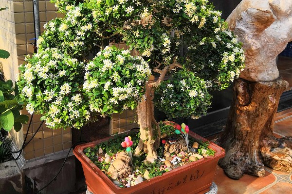 七里香的养殖方法，冬季要保证温度高于8℃