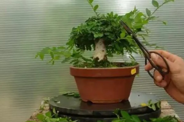 七里香的养殖方法，冬季要保证温度高于8℃