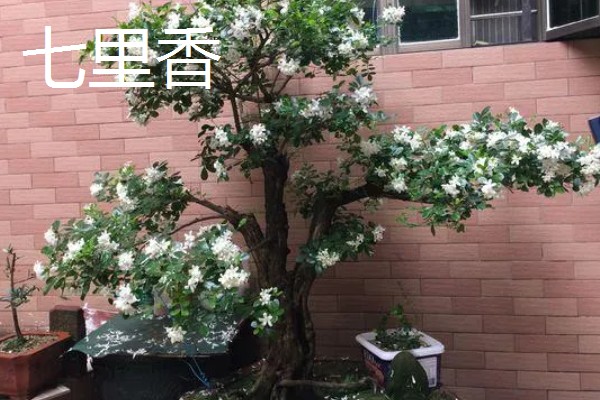 七里香的养殖方法，冬季要保证温度高于8℃