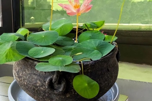 怎么养睡莲，可以分株或播种繁殖